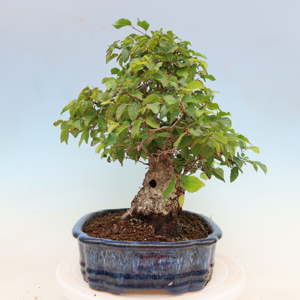 Bonsai voor buiten -Carpinus Coreana - Koreaanse haagbeuk
