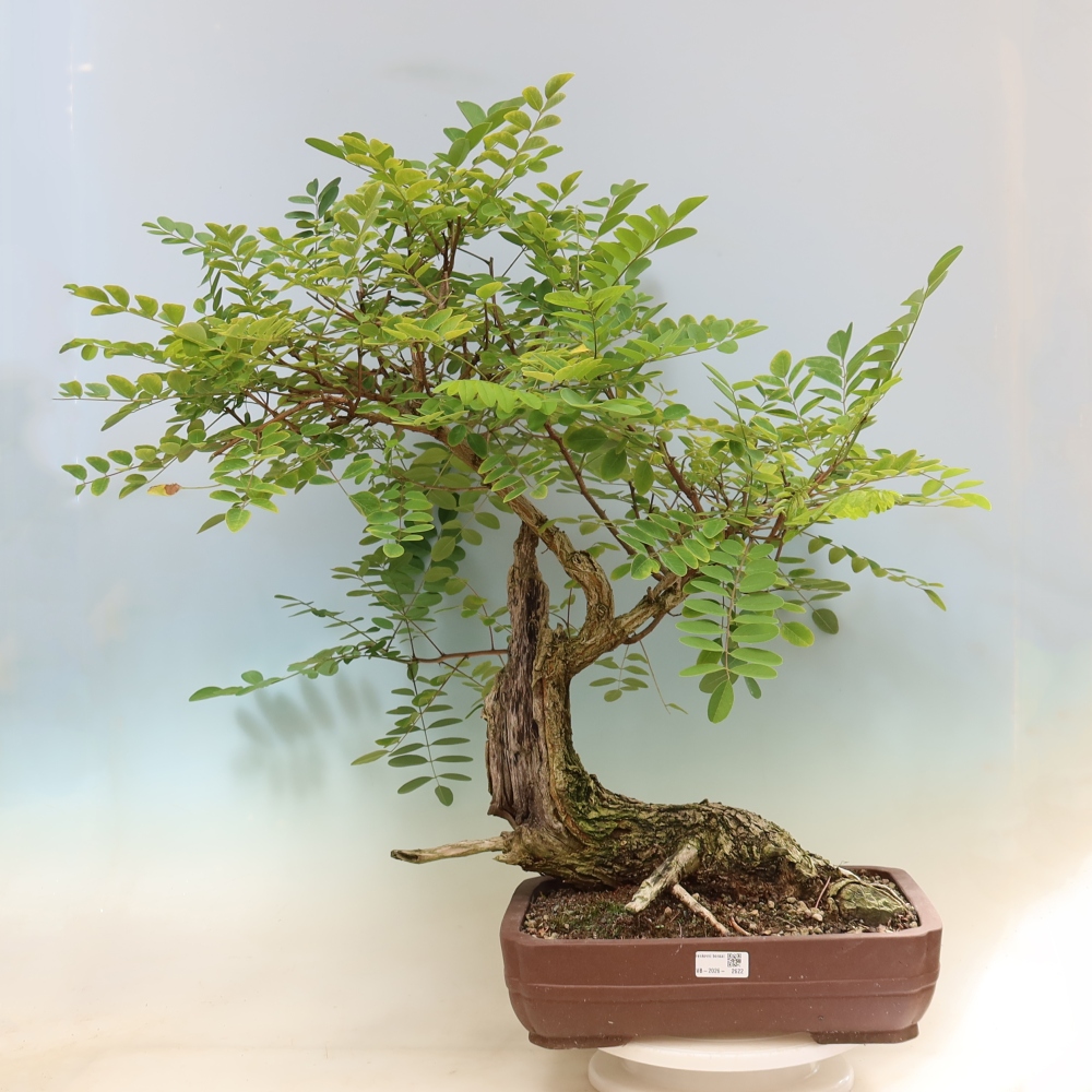 Bonsai voor buiten - Doornacacia - Robinia pseudoacacia