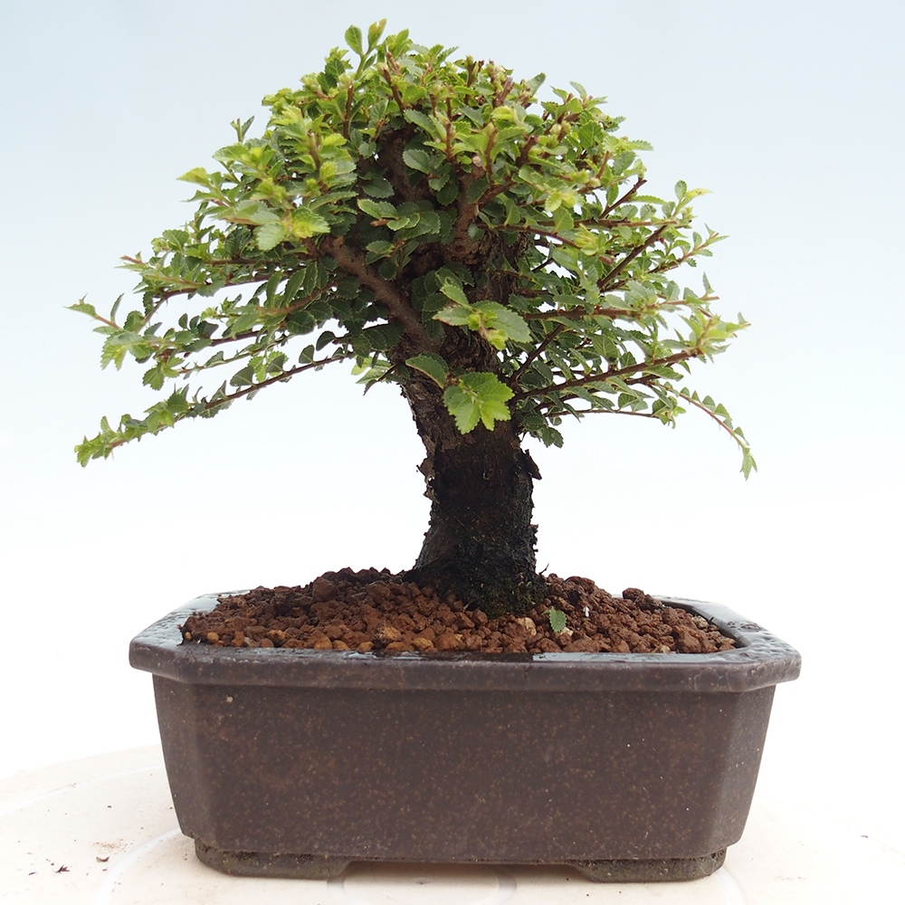 Bonsai voor buiten - Ulmus parvifolia Hokkaido - Chinese iep