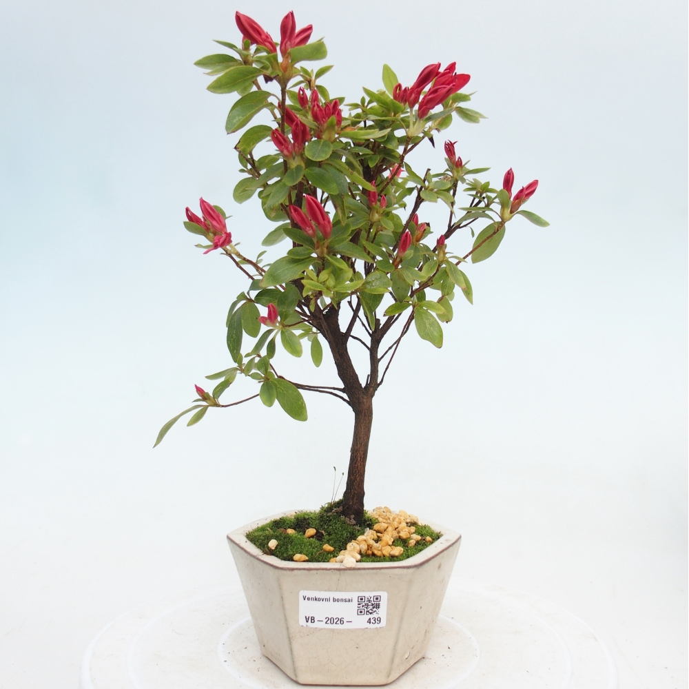 Bonsai voor buiten - Japanse azalea - Azalea sp.