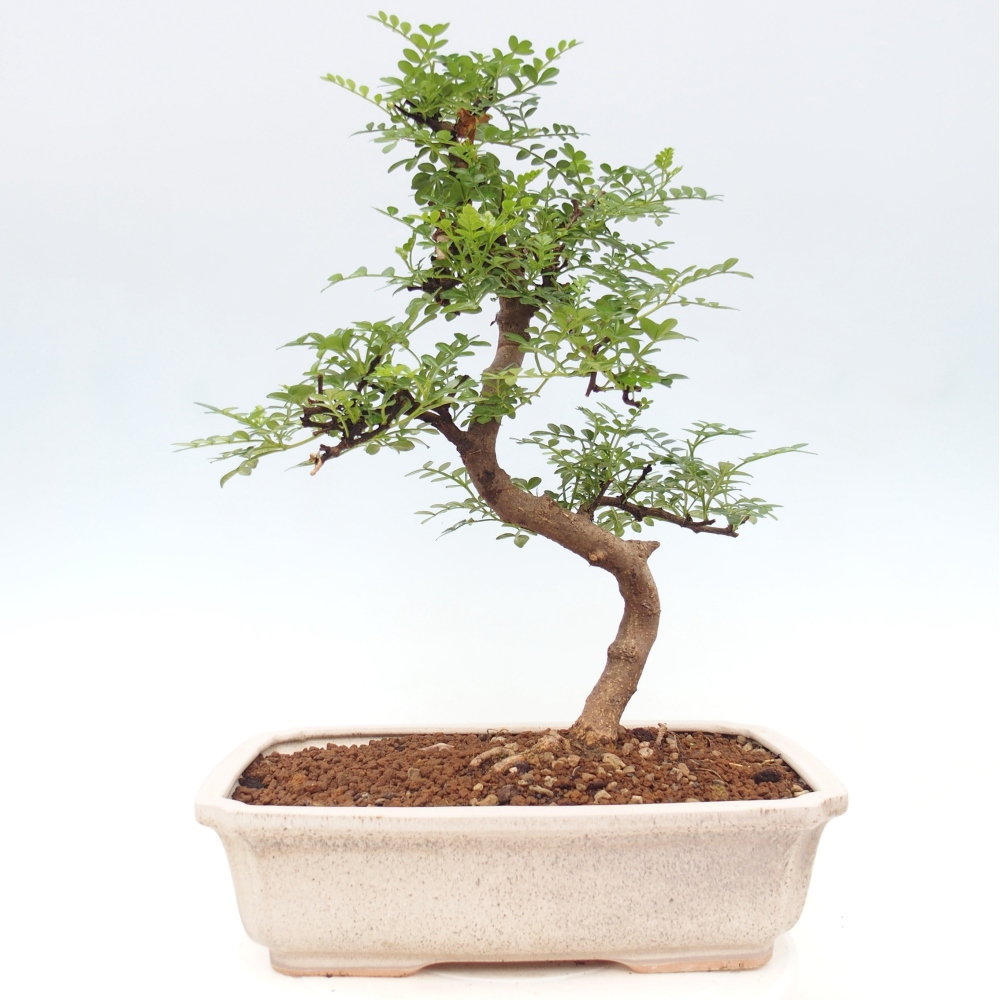 Kamerbonsai - Zantoxylum piperitum - peperboom