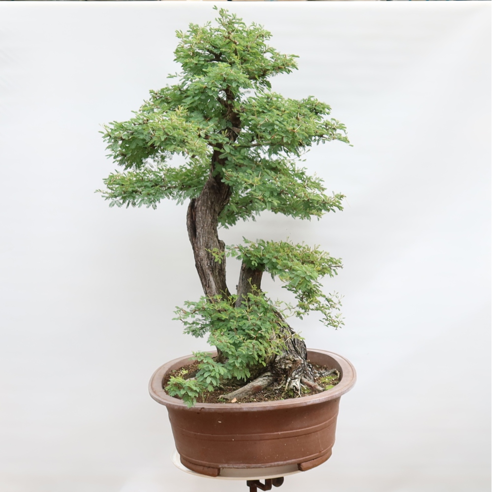 Kamerbonsai - Arabische acacia's