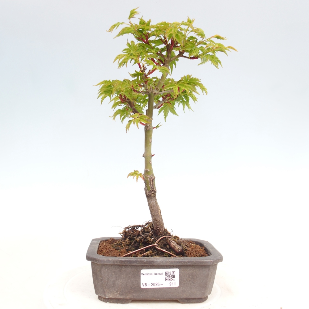 Bonsai voor buiten -Javor kleinbladige SHISHIGASHIRA