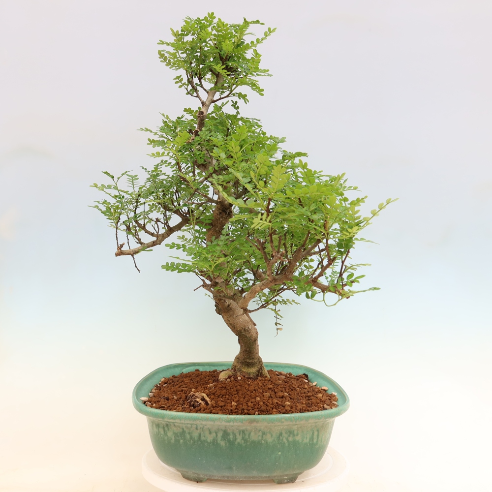 Kamerbonsai - Zantoxylum piperitum - peperboom