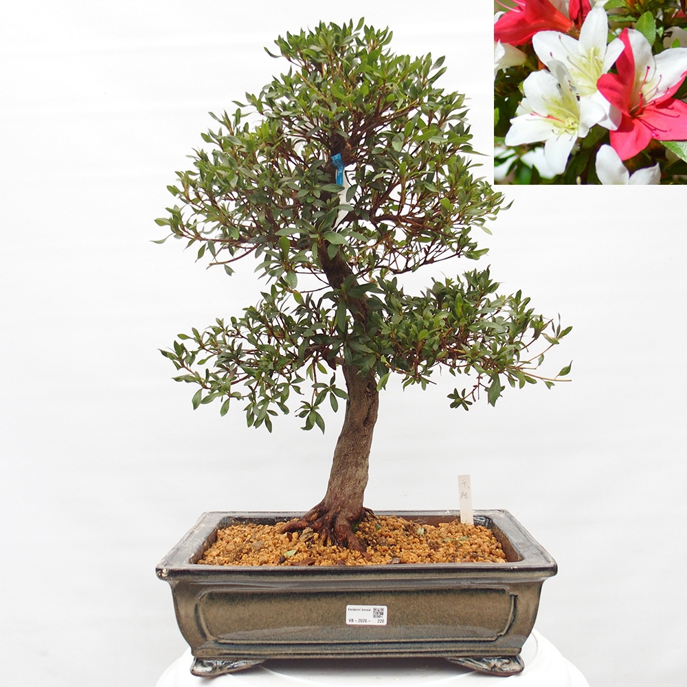 Bonsai voor buiten - Japanse azalea - Azalea CHIHIRO