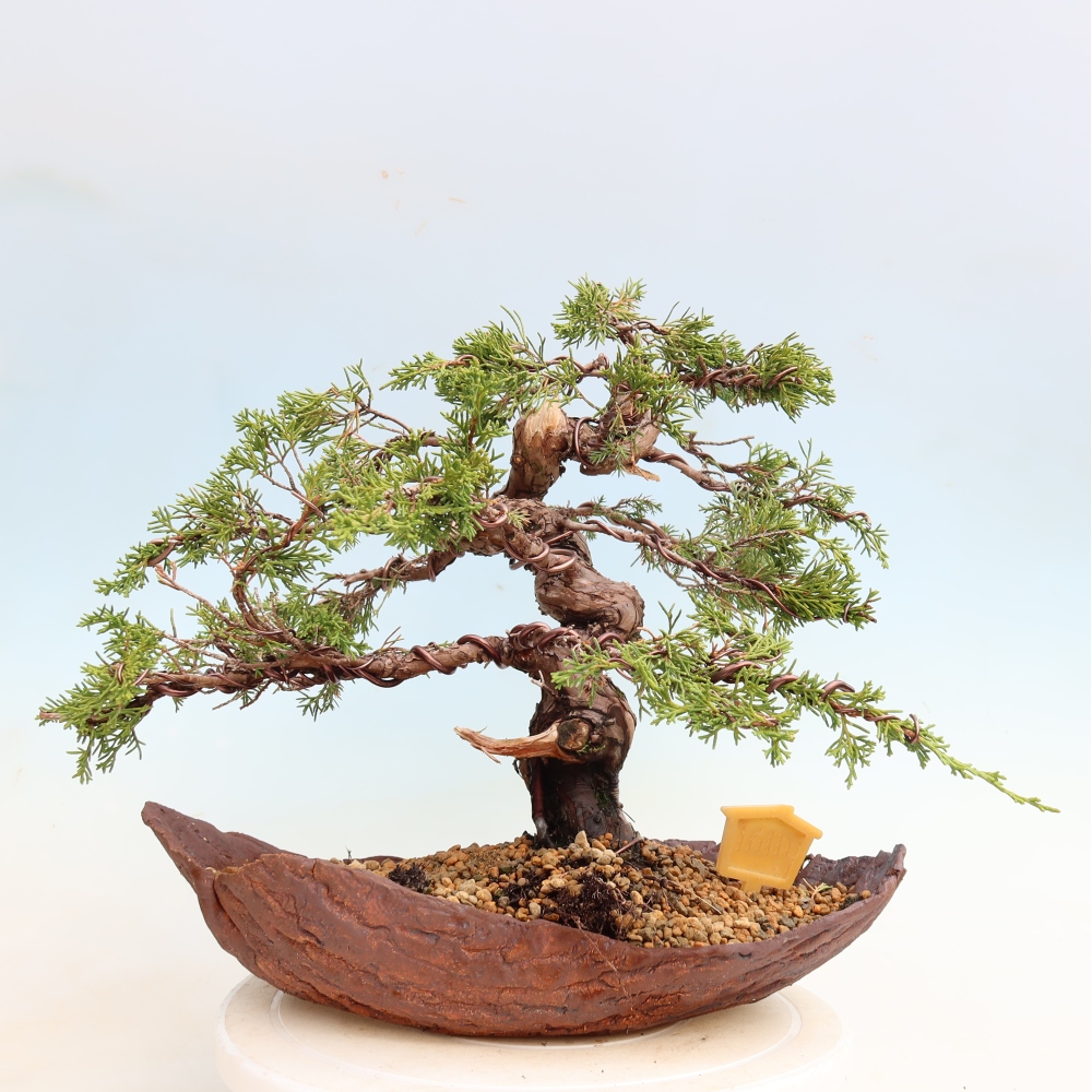 Bonsai voor buiten - Juniperus chinensis Itoigawa-Juniperus chinensis
