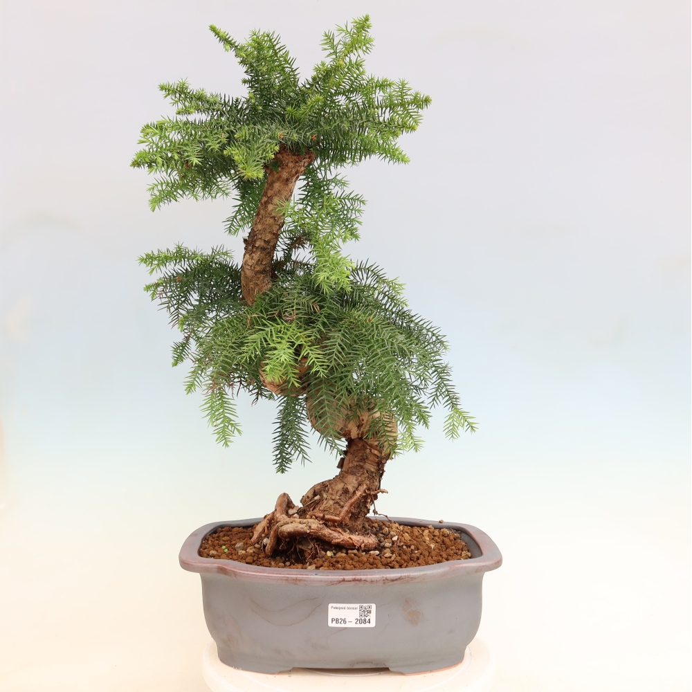 Kamerbonsai - Araucaria - kamer spar
