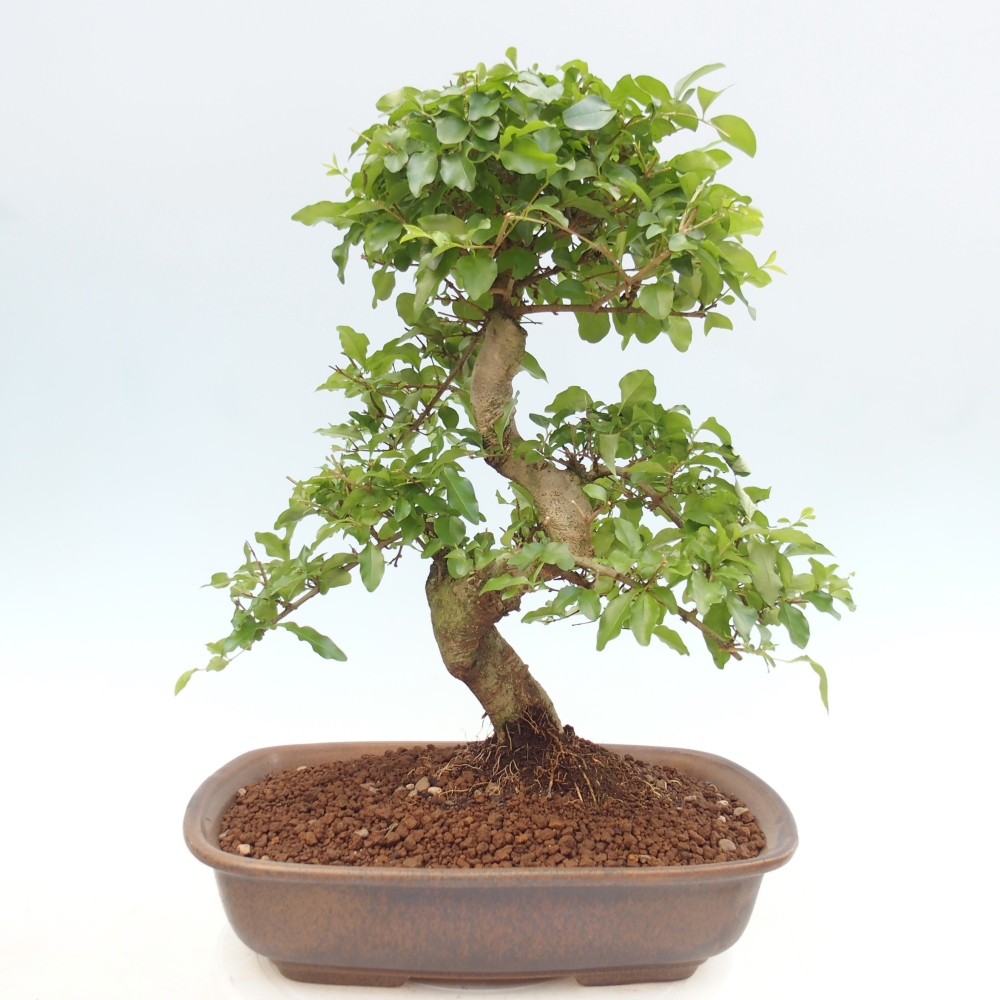 Kamerbonsai -Ligustrum chinensis - Vogelsnavel