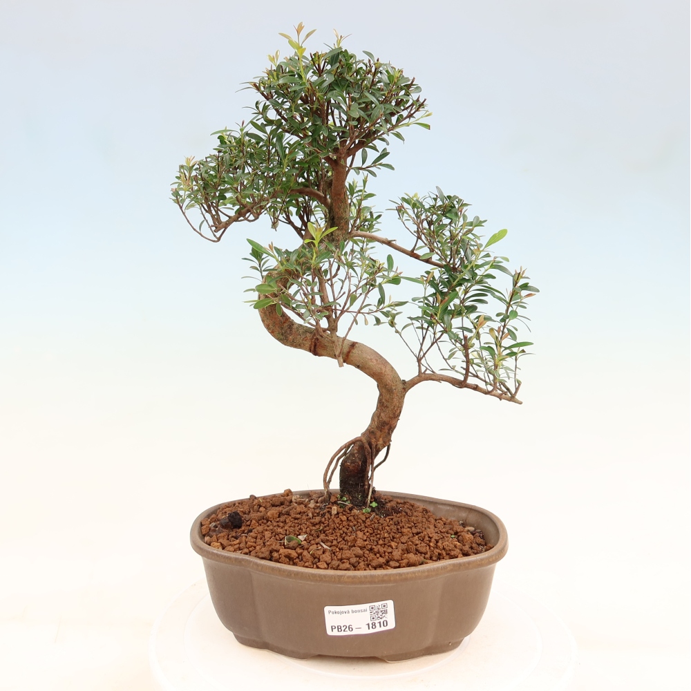 Kamerbonsai - Syzygium - Pimento