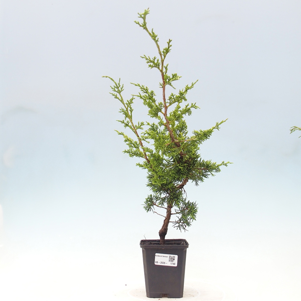 Bonsai voor buiten - Juniperus chinensis Itoigawa