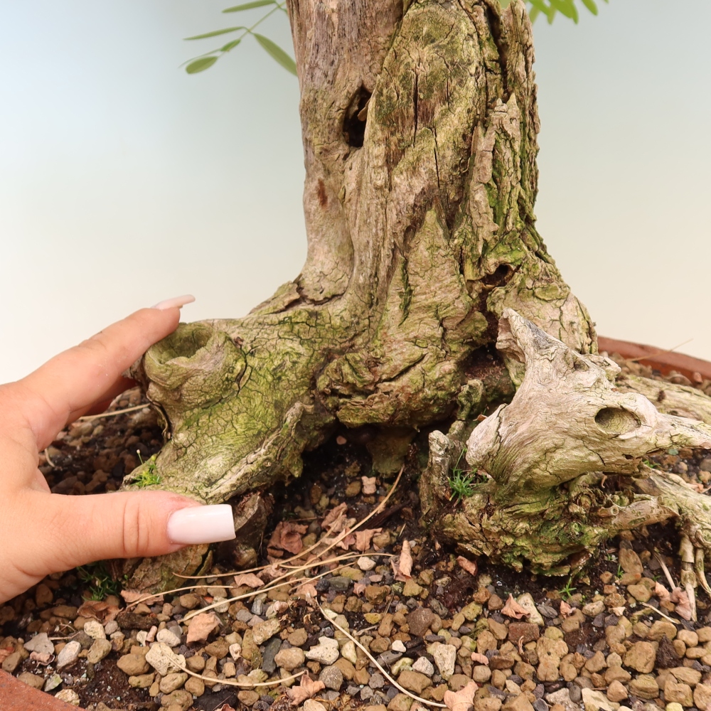 Bonsai voor buiten - Doornacacia - Robinia pseudoacacia