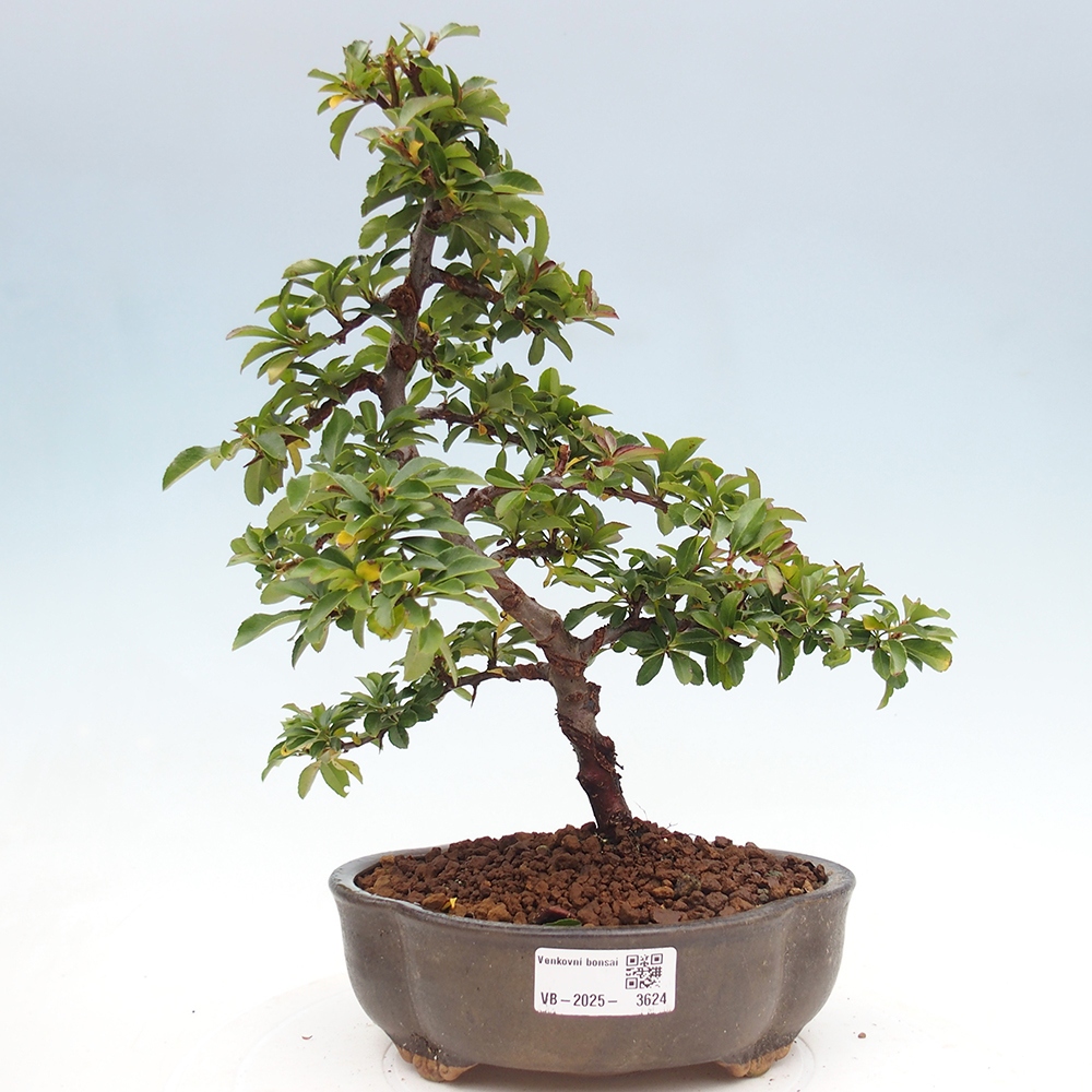 Bonsai-Pyracantha Teton voor buiten -Hlox