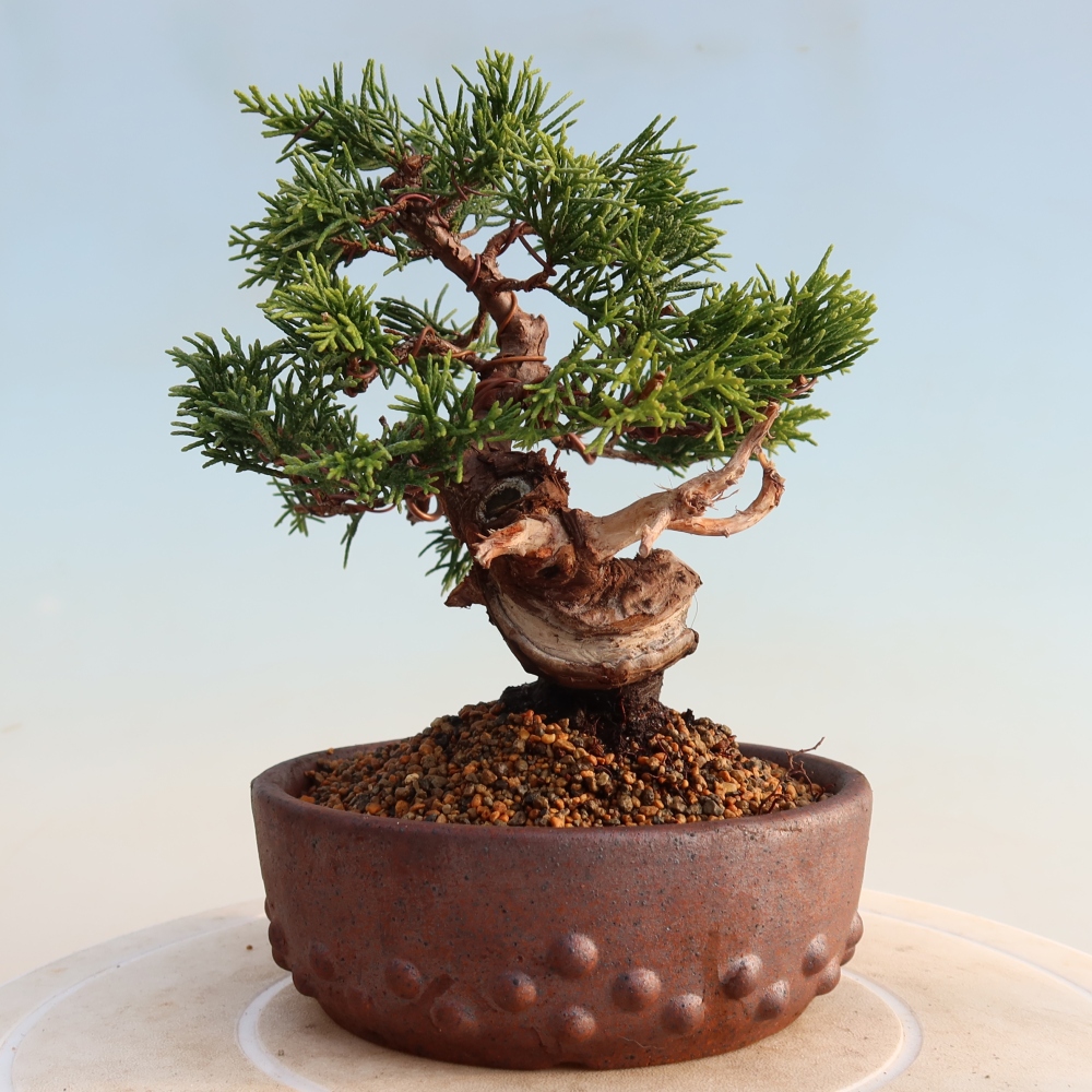 Bonsai voor buiten - Juniperus chinensis Itoigawa