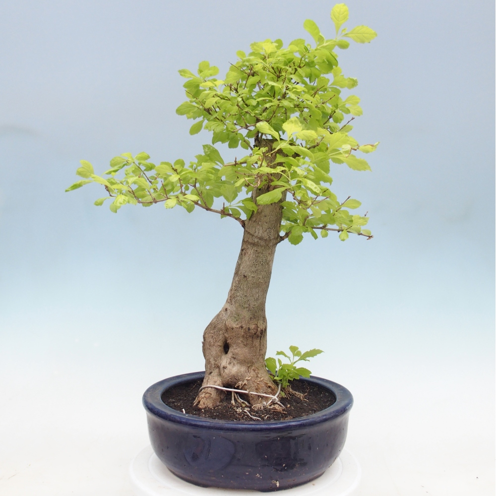 Kamerbonsai - Duranta erecta Aurea