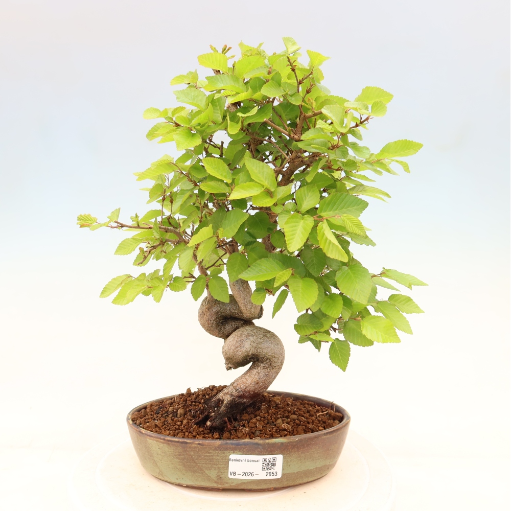 Bonsai voor buiten -Carpinus Coreana - Koreaanse haagbeuk