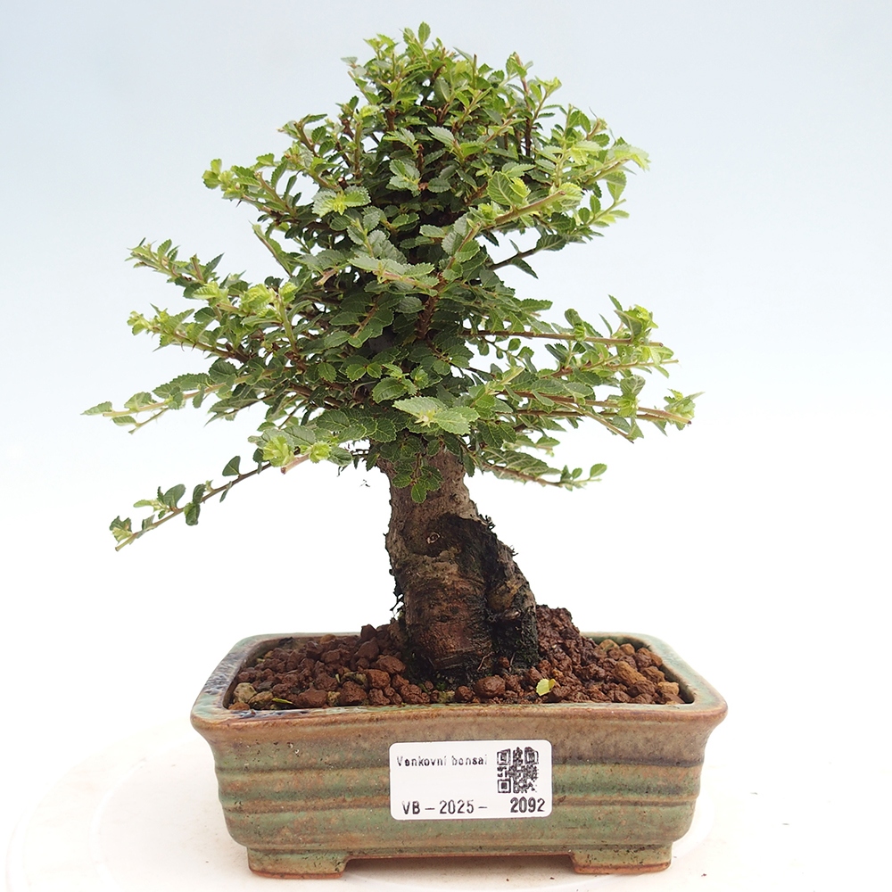 Bonsai voor buiten - Ulmus parvifolia Hokkaido - Chinese iep