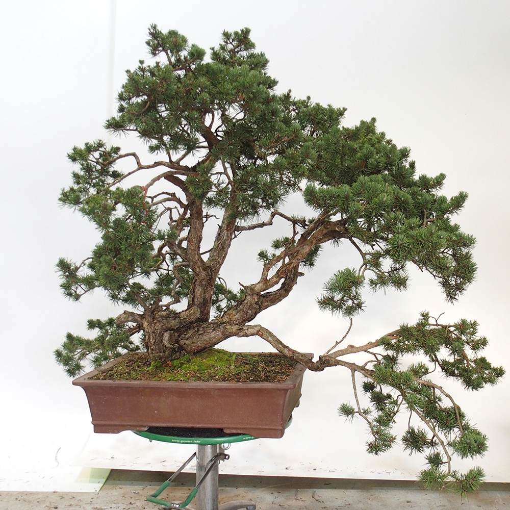 Yamadori - Pinus sylvestris Spanje