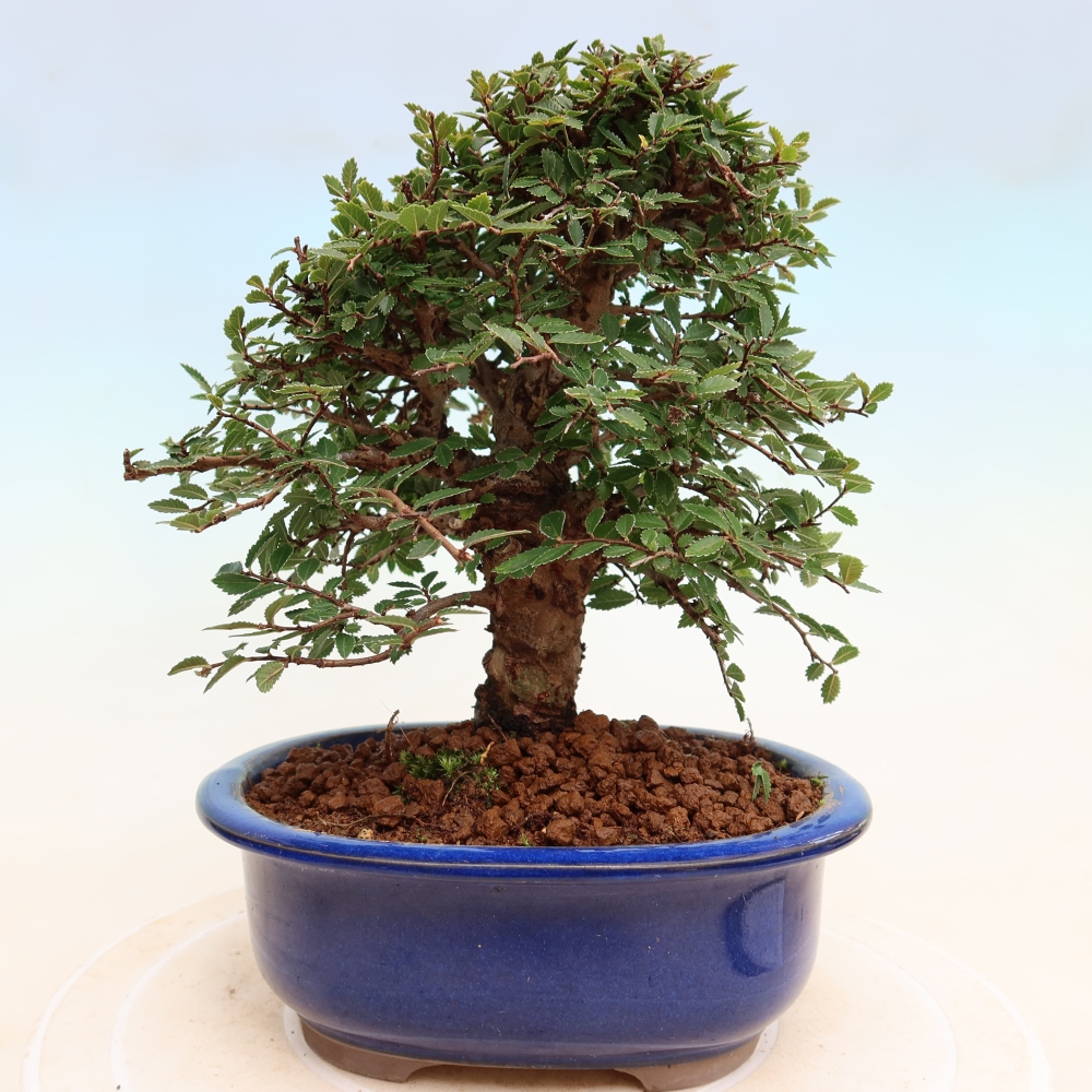 Bonsai voor buiten - Zelkova - Zelkova NIRE