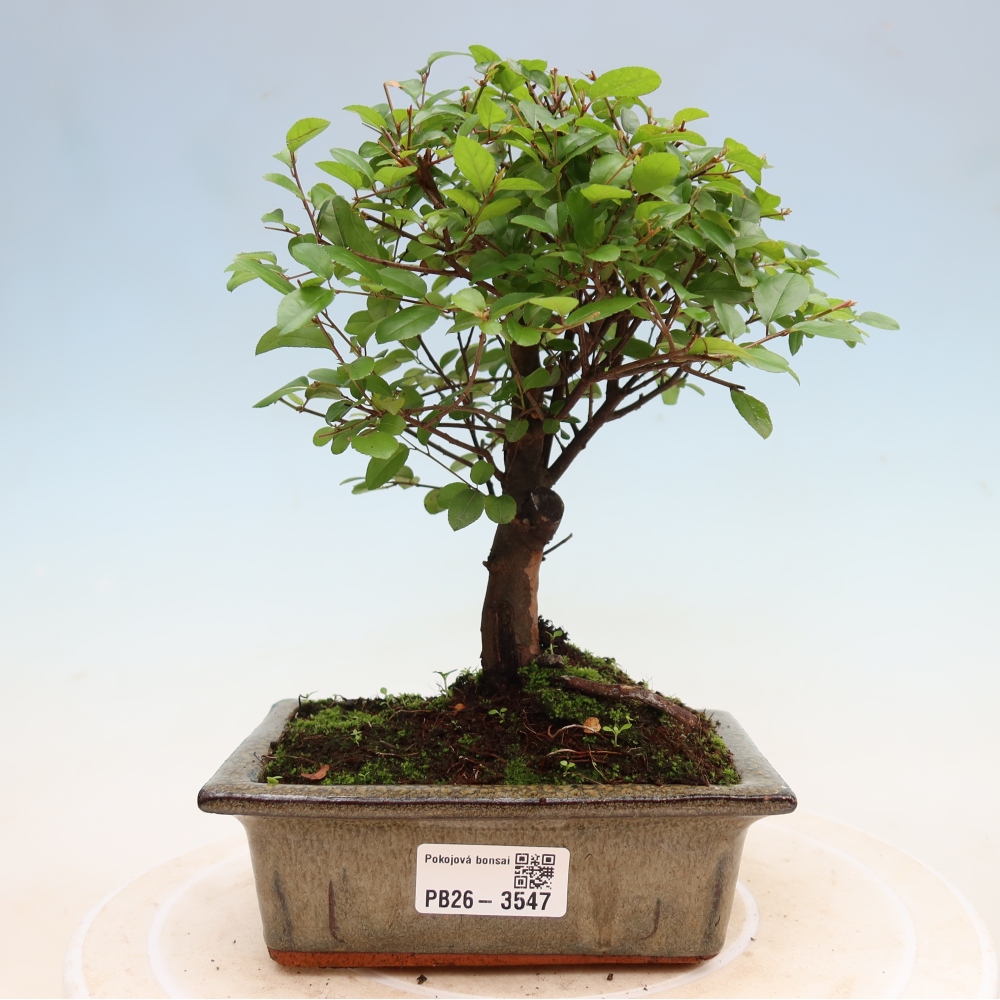 Kamerbonsai - Sageretia thea - Sageretia thea