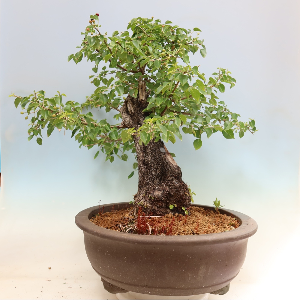 Bonsai voor buiten - Mahalebka - Prunus mahaleb