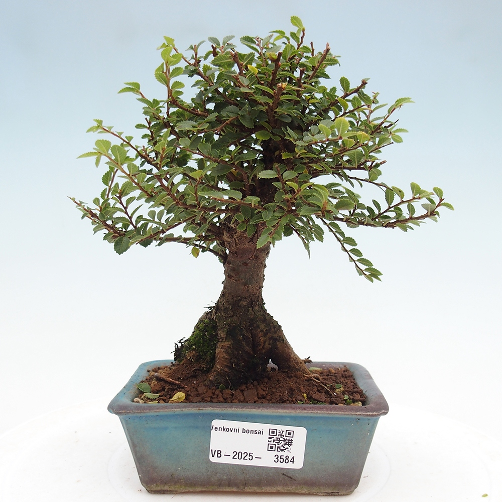 Bonsai voor buiten - Ulmus parvifolia Hokkaido - Chinese iep