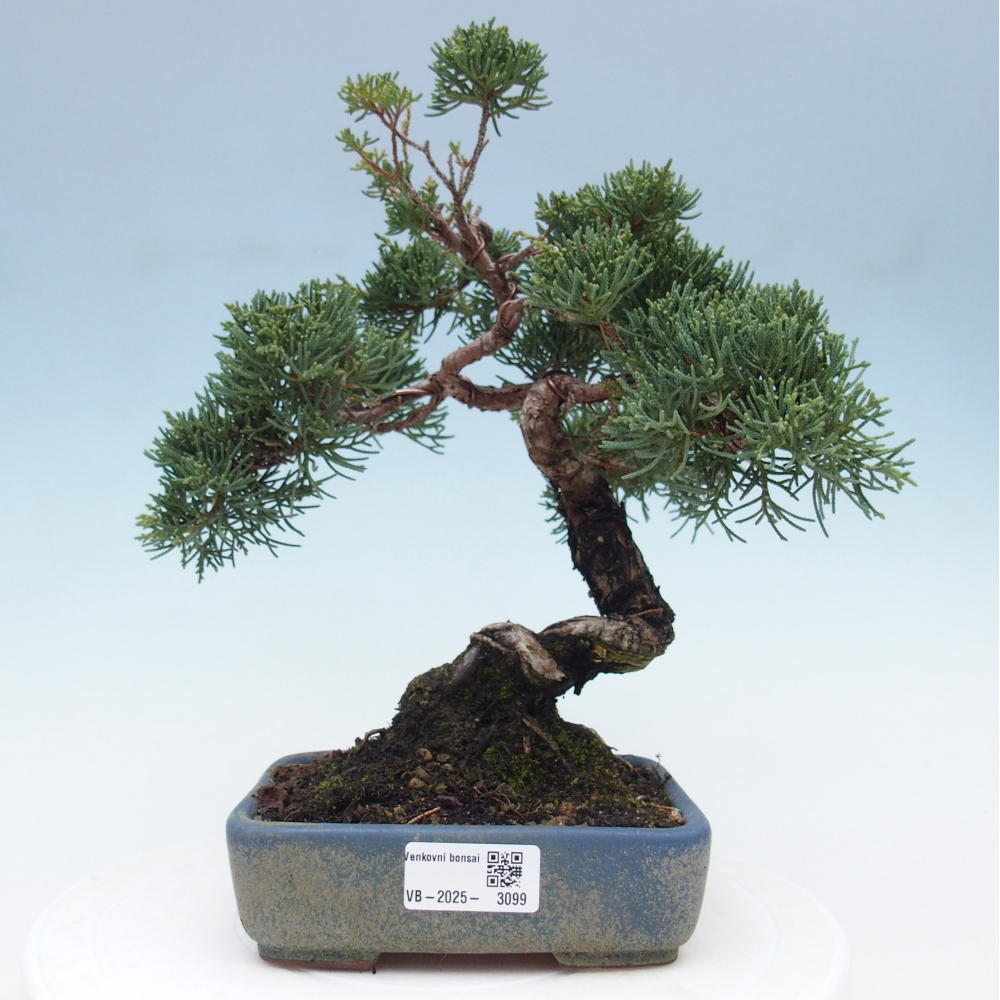 Bonsai voor buiten - Juniperus chinensis Kishu