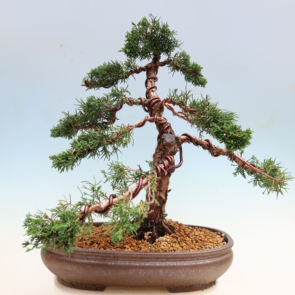 Bonsai voor buiten - Juniperus chinensis Kishu