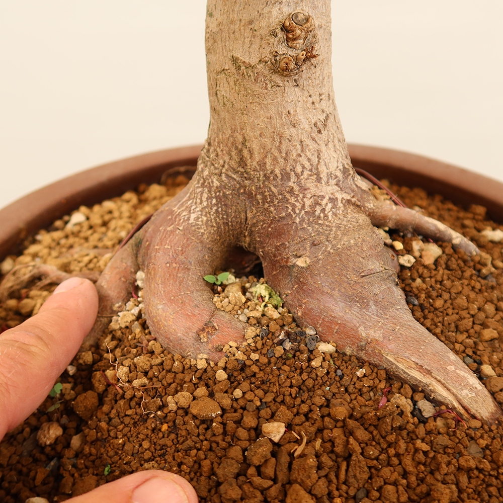 Bonsai voor buiten - Esdoorn palmatum - Palmen
