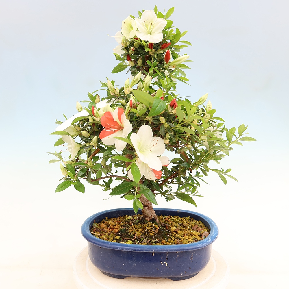 Bonsai voor buiten - Japanse azalea - Azalea Asahi-no-izumi