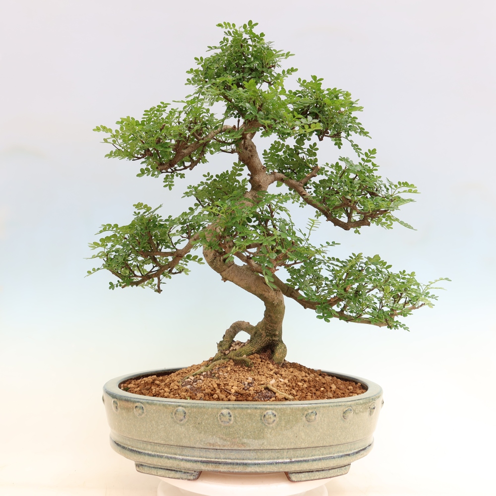 Kamerbonsai - Zantoxylum piperitum - peperboom
