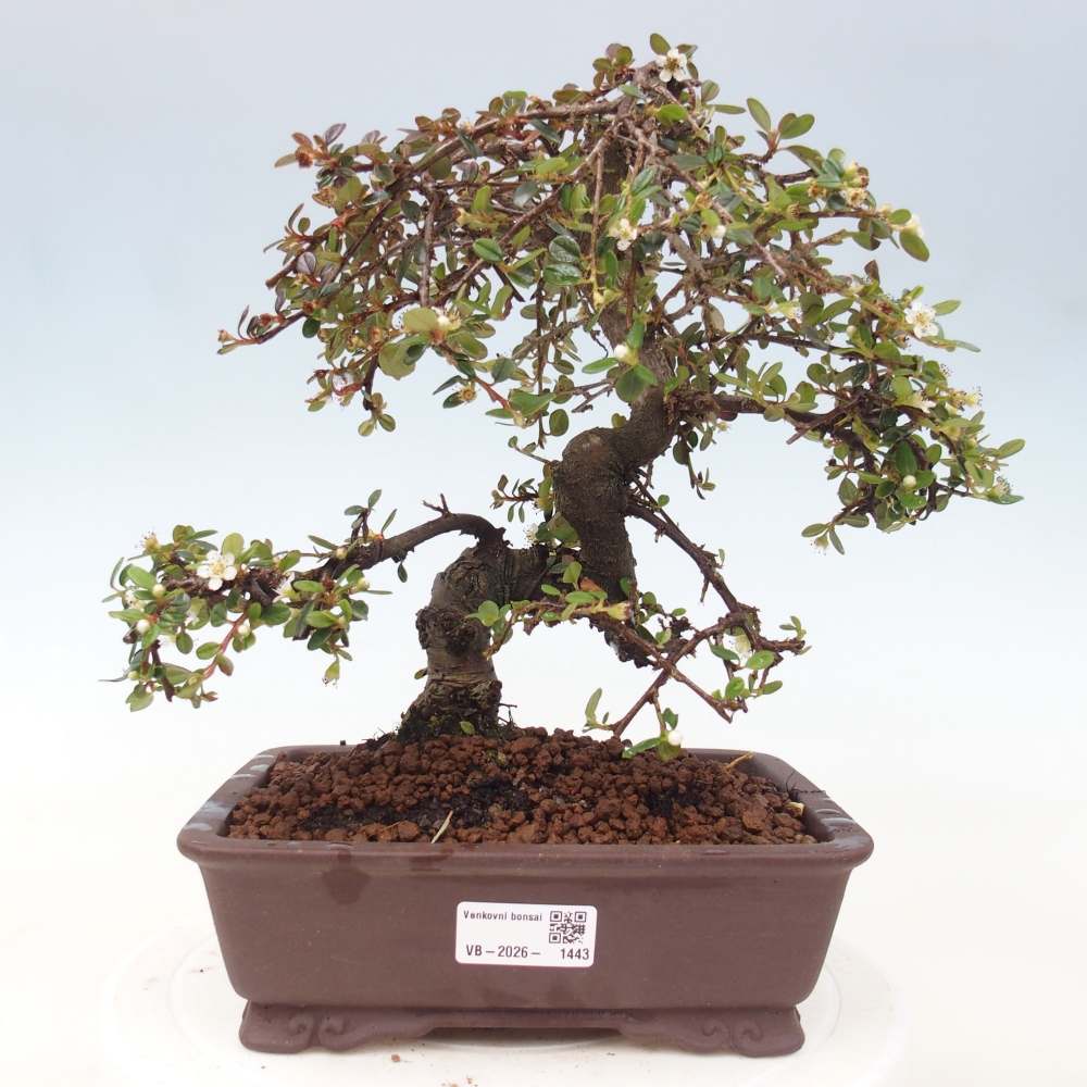 Buitenbonsai-Cotoneaster dammeri - Damer's Rock