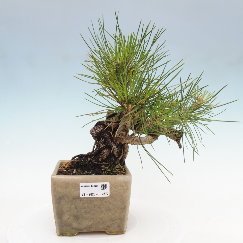 Bonsai voor buiten - Pinus thunbergii - Thunberg den
