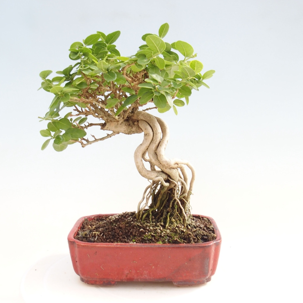 Bonsai voor binnen - Premna serratifolia - Kozlovna malolista