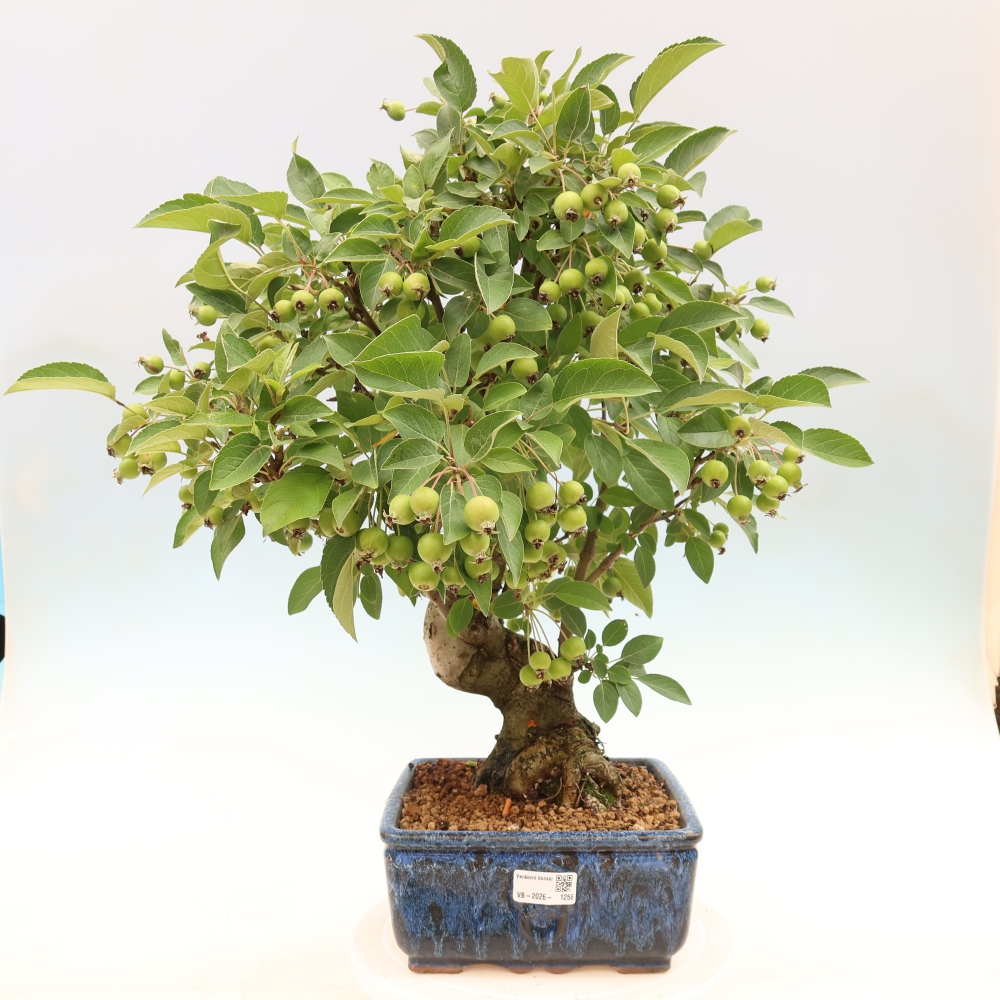 Bonsai voor buiten -Malus halliana - Appelboom met kleine vruchten