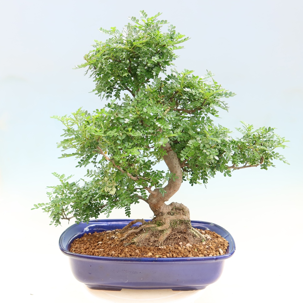 Kamerbonsai - Zantoxylum piperitum - peperboom