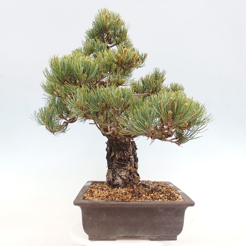 Bonsai voor buiten - Pinus parviflora - Pinus parviflora