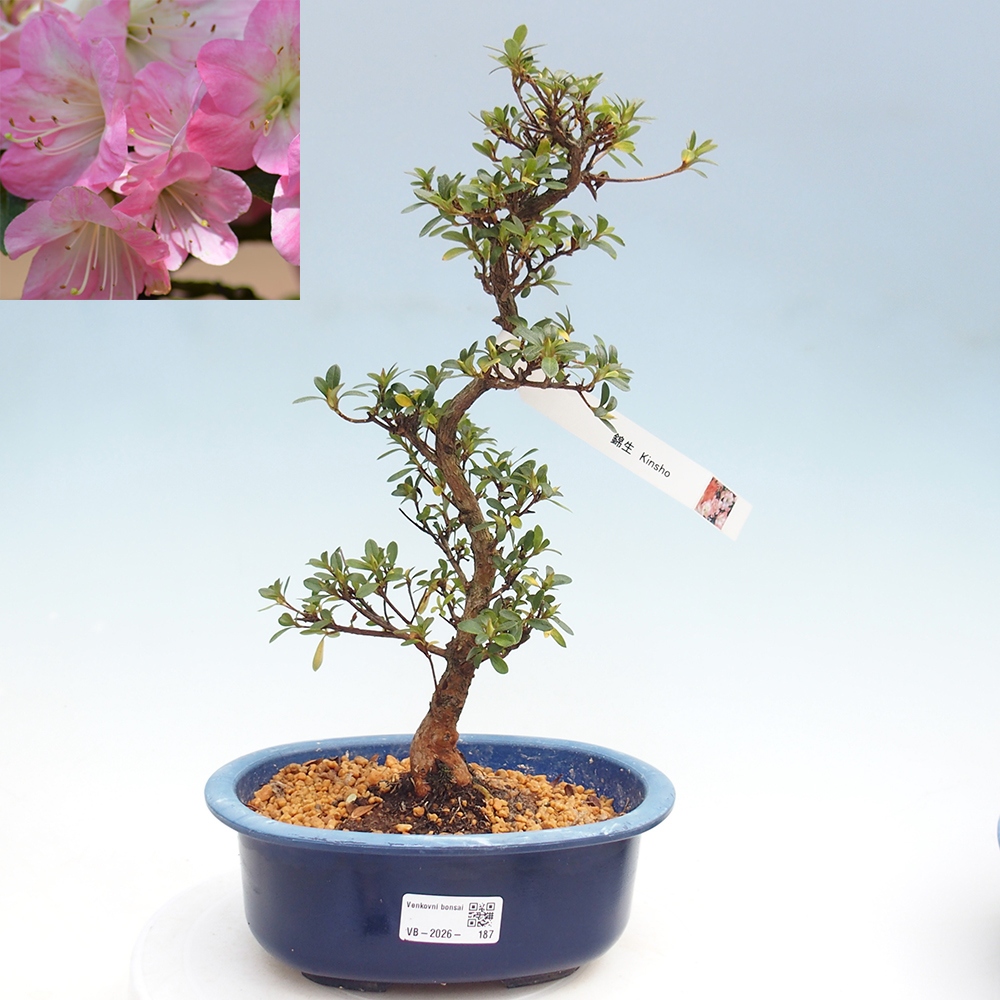 Bonsai voor buiten - Japanse Azalea - Azalea Kinsho