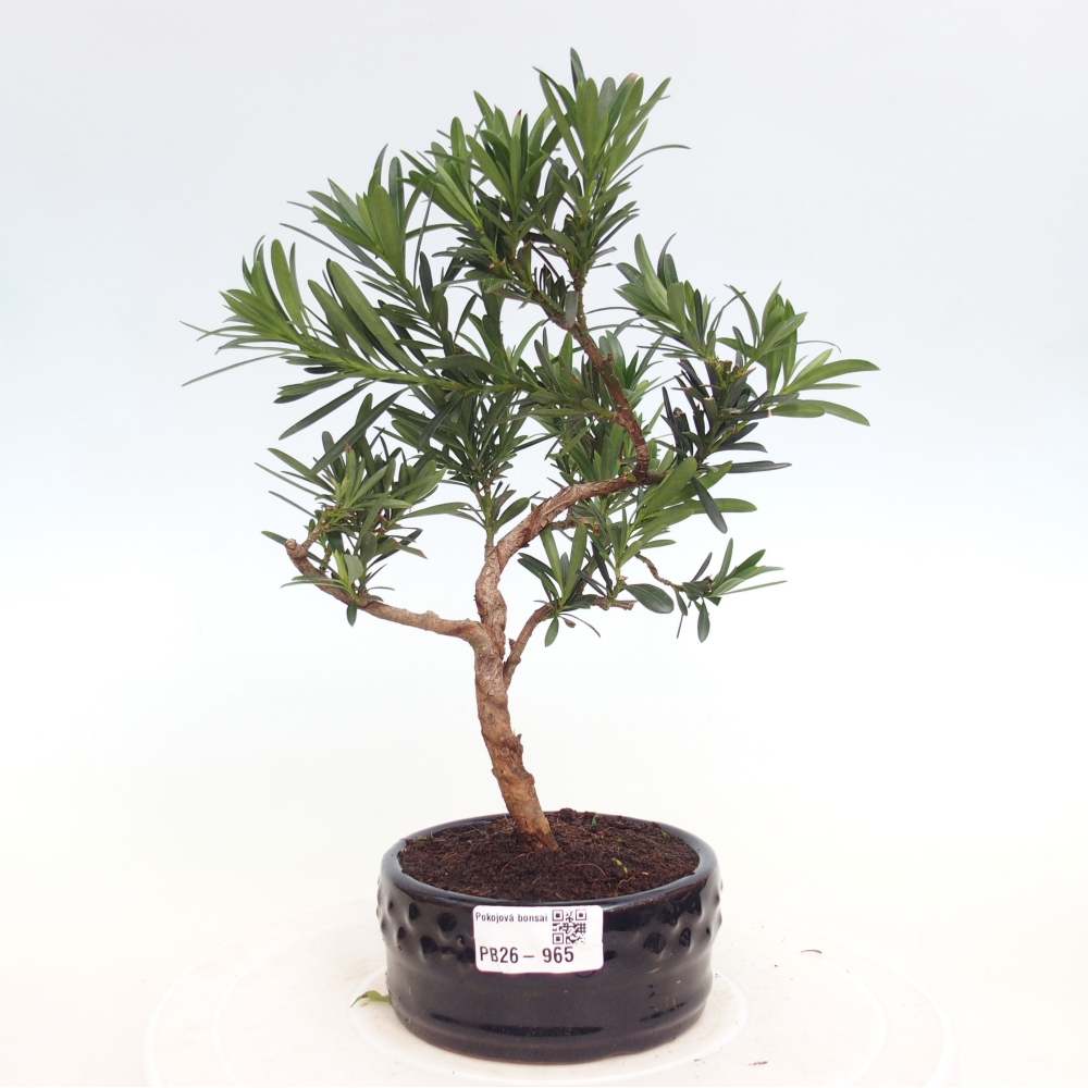 Kamerbonsai - Podocarpus - Taxus