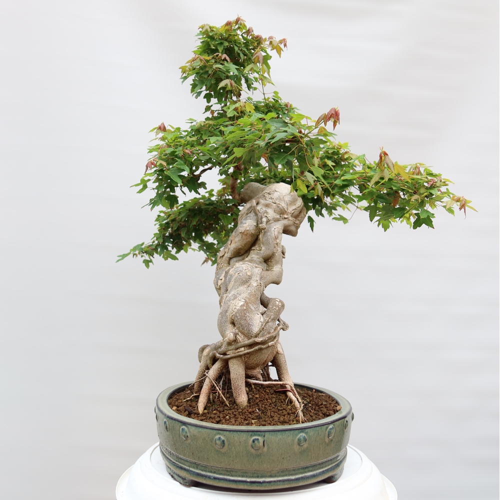 Bonsai voor buiten - Esdoorn Burger - Acer Burgerianum
