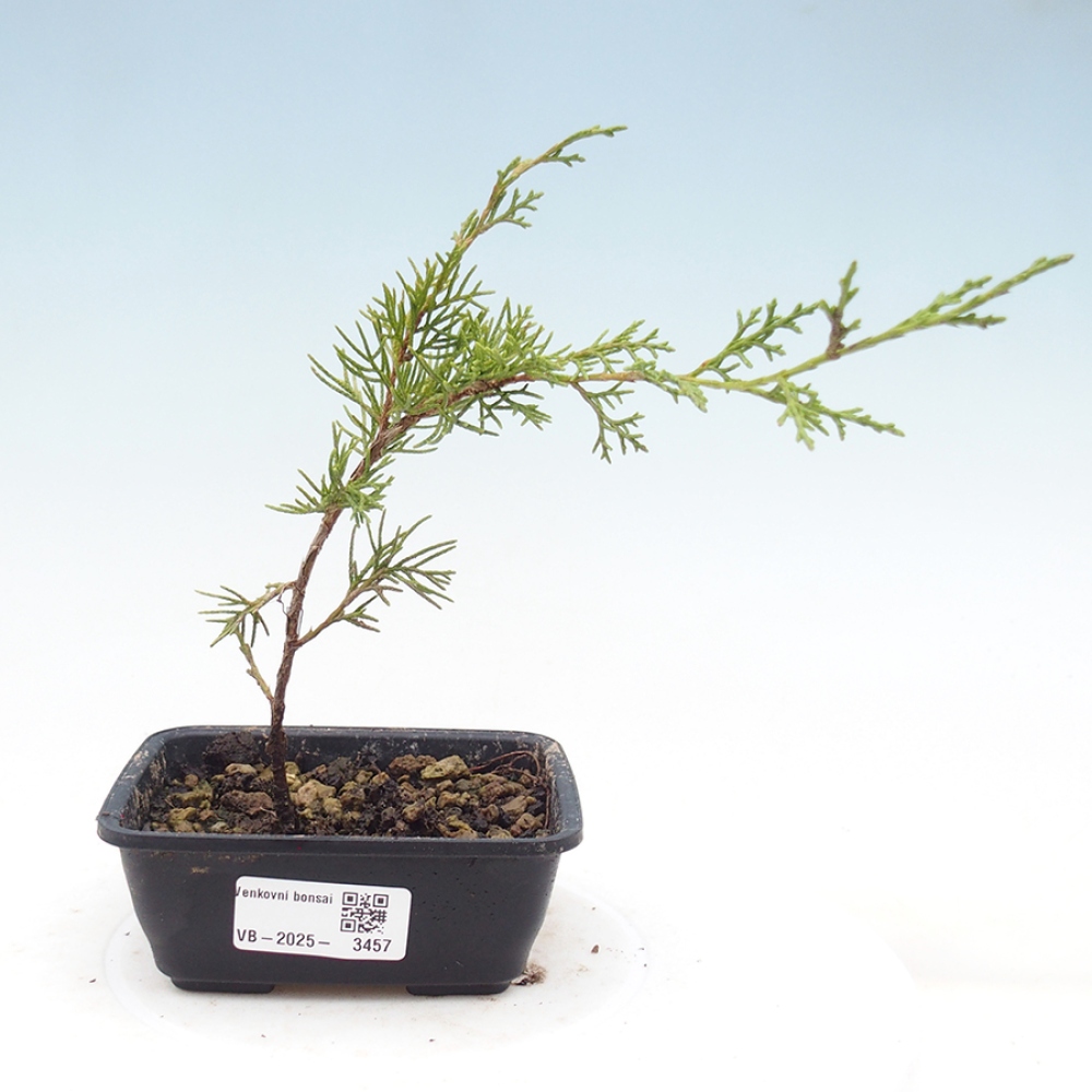 Bonsai voor buiten - Juniperus chinensis Itoigawa