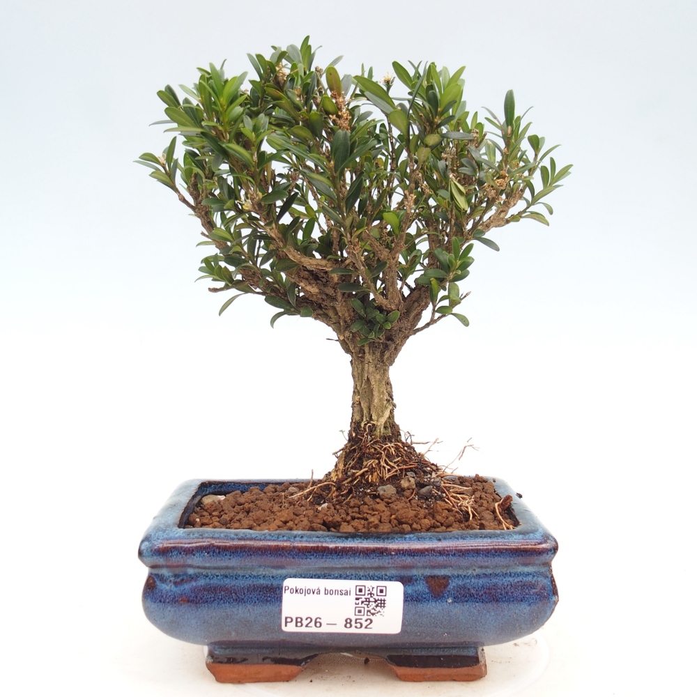 Kamerbonsai - Buxus harlandii - kurk buxus