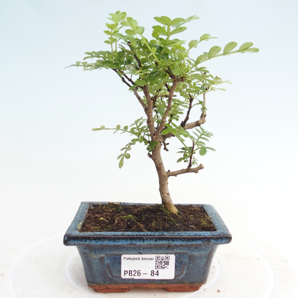 Kamerbonsai - Zantoxylum piperitum - peperboom