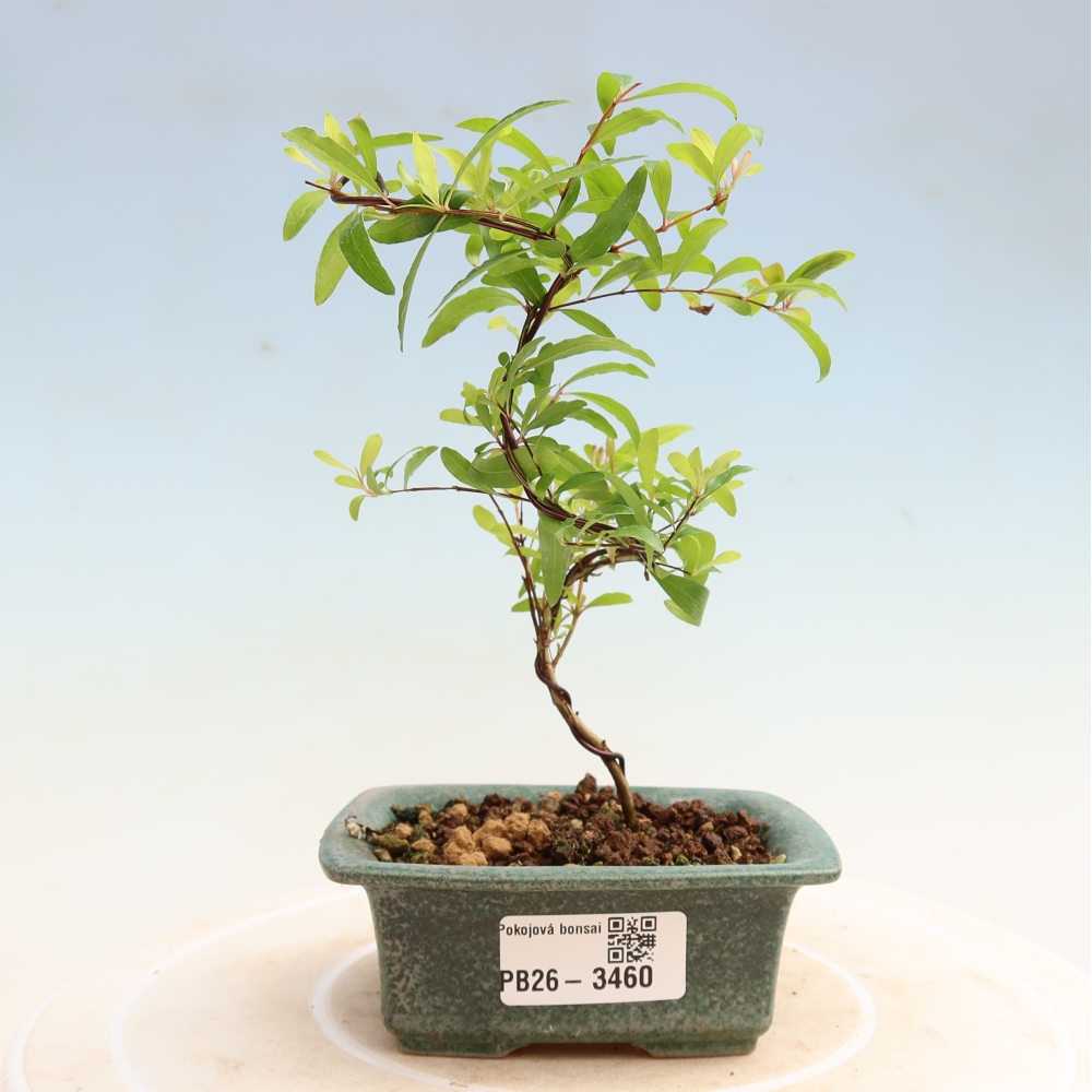 Kamerbonsai-PUNICA granatum nana-Granaatappel