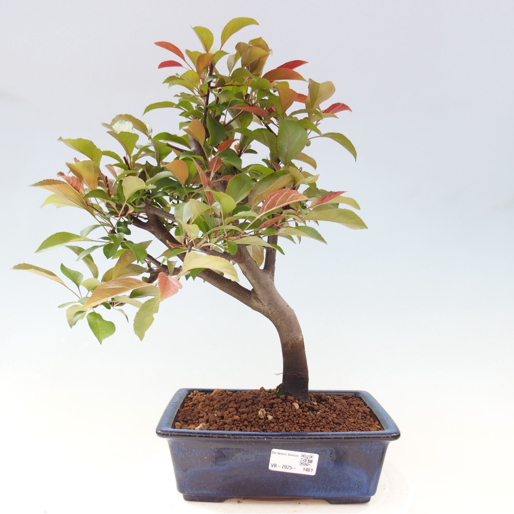 Bonsai voor buiten -Malus domestica - Roodbladige appelboom met kleine vruchten