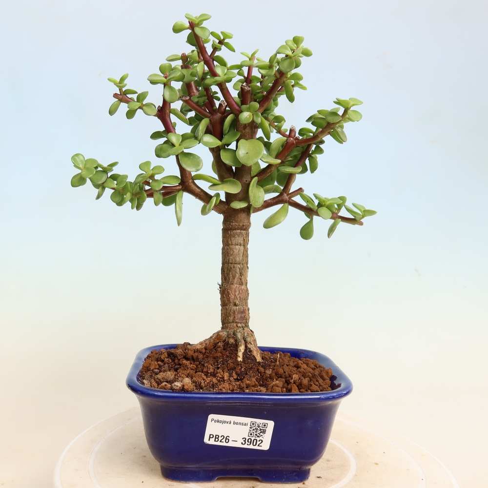 Kamerbonsai - Portulakaria Afra - Tlustice