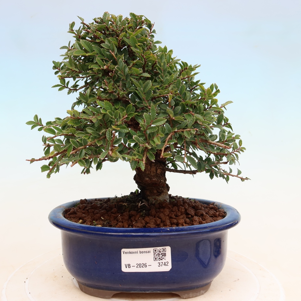 Bonsai voor buiten - Zelkova - Zelkova NIRE
