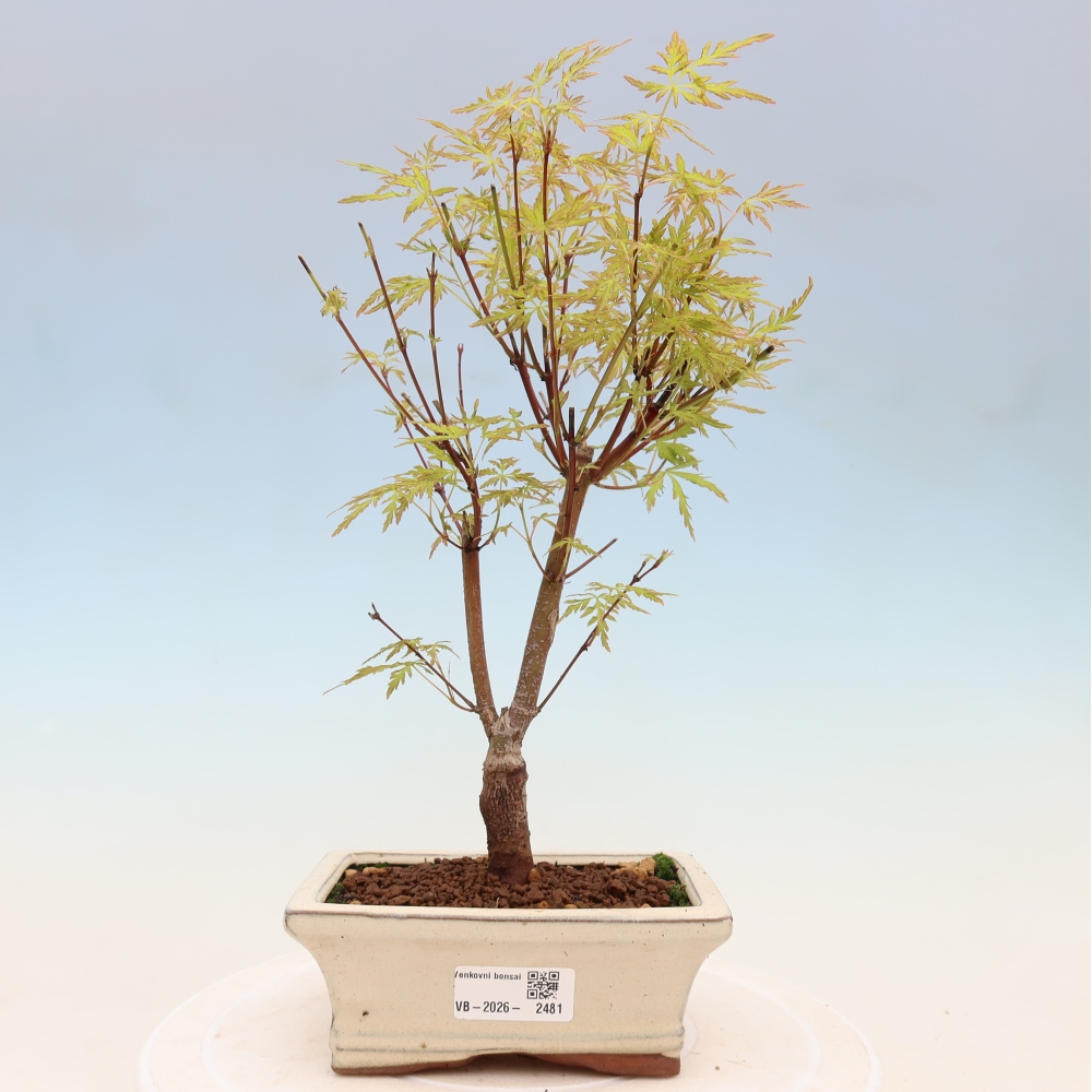 Bonsai voor buiten - Acer palmatum Dissectum