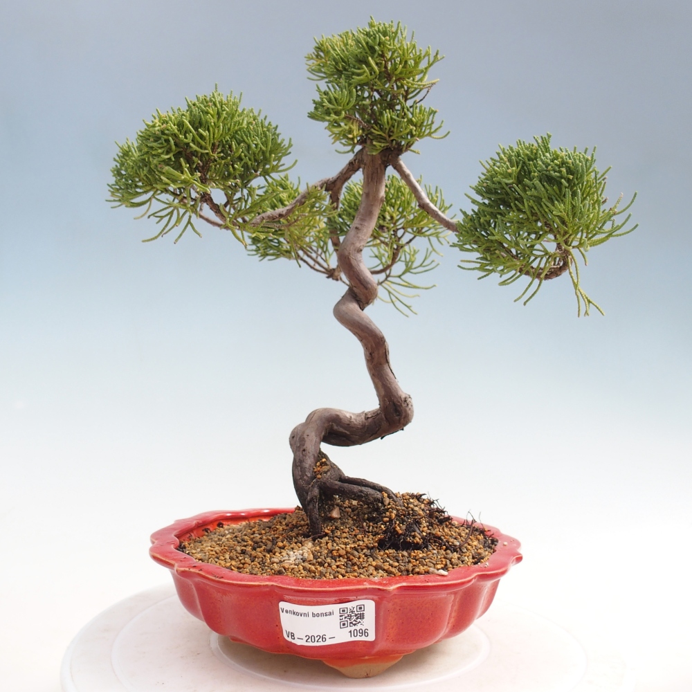 Bonsai voor buiten - Juniperus chinensis Kishu