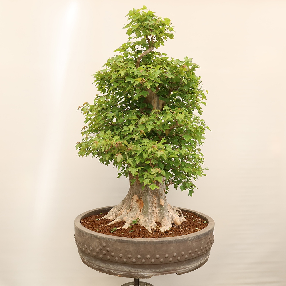 Bonsai voor buiten - Esdoorn Burger - Acer Burgerianum
