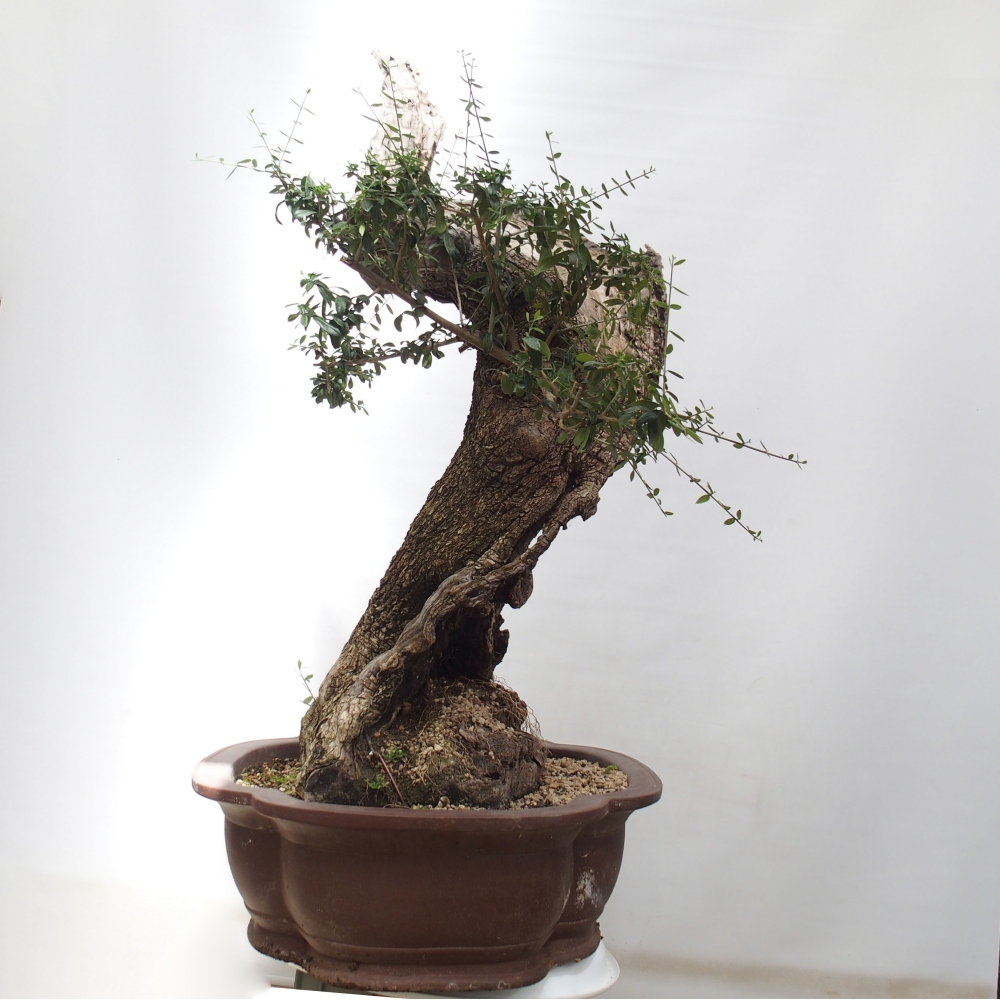 Bonsai voor binnen - Olea europaea sylvestris